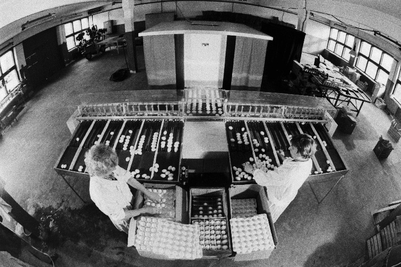 Munasorteerimise automaat Võru rajooni V. I. Lenini nimelises kolhoosis.