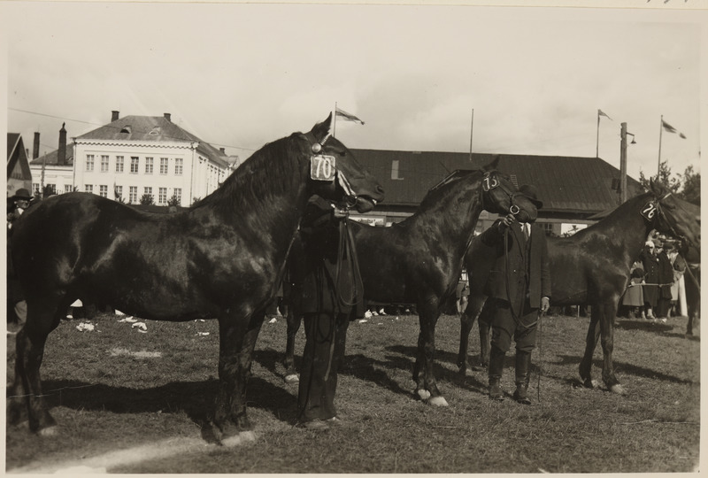 Hobused Tartus põllumajandusnäitusel