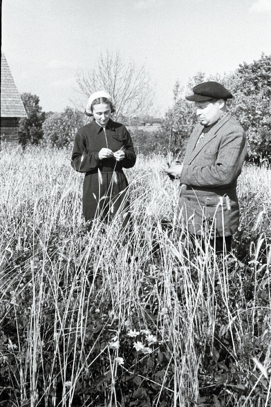 Viljandi rajooni Tähe kolhoosi agronoom Leida Vanaus ja esimees Ernst Ellermäe rukkipõllul.