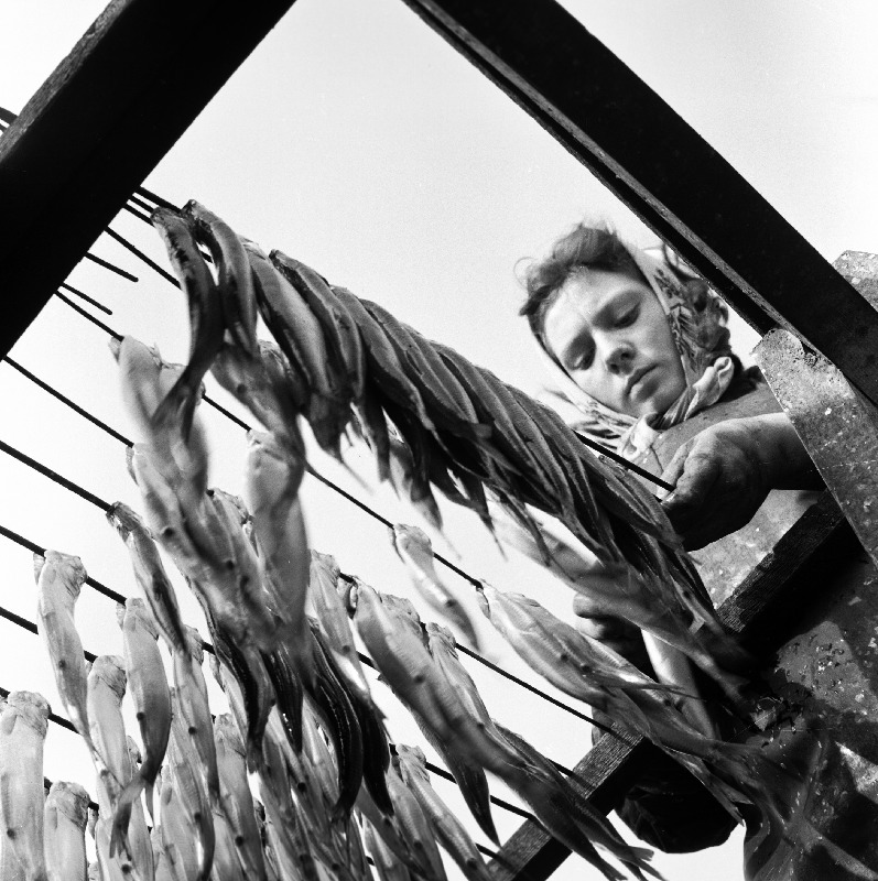 Aino Kraaner "Saare Kaluri" kolhoosi kalasuitsetamistsehhis töötamas.