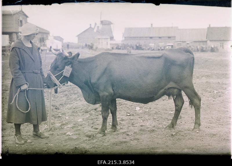 Awarded dairy cow at the Viljandi Estonian Farmers' Society exhibition.