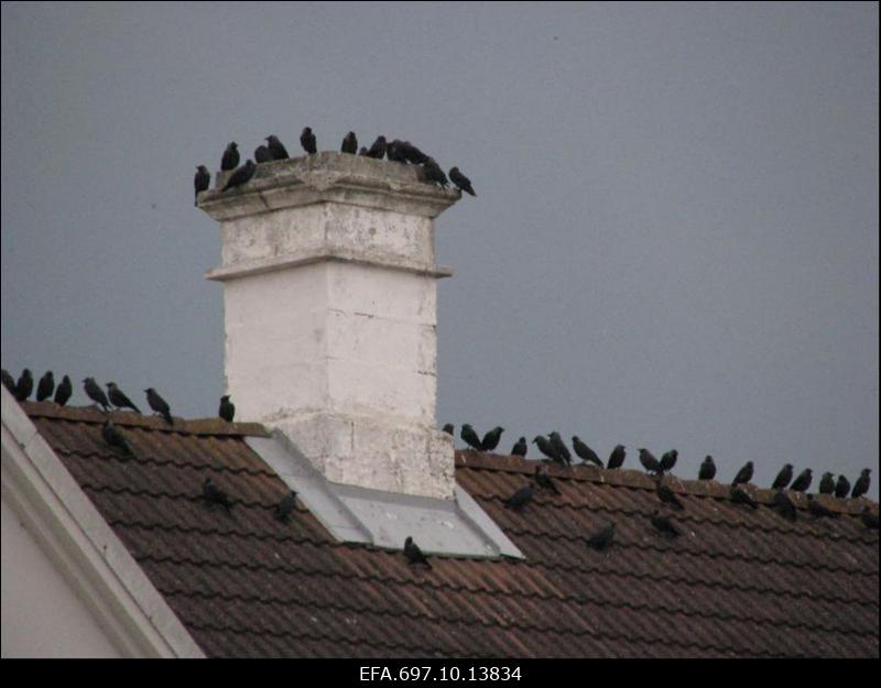 Kuressaare peaväljak. Hakid katuserharjal.