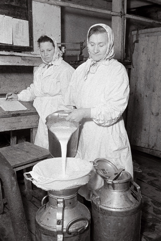 Udeva sovhoosi lüpsja H. Kruusalu võtab piima vastu lüpsja M. Sankoolt.