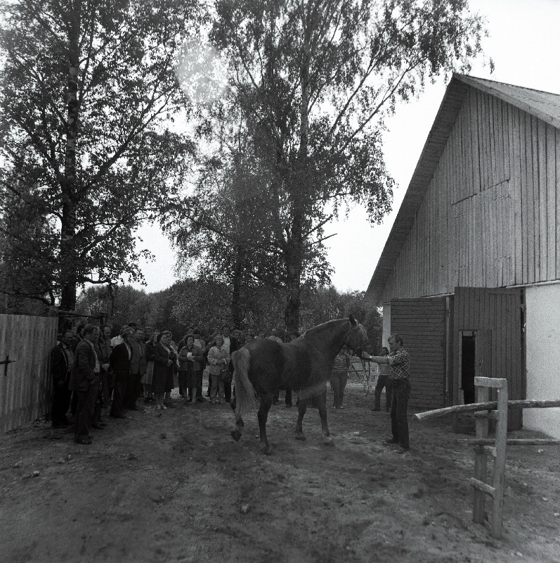 Hobusekasvatajate päev "Rahva Hääle" kolhoosis.