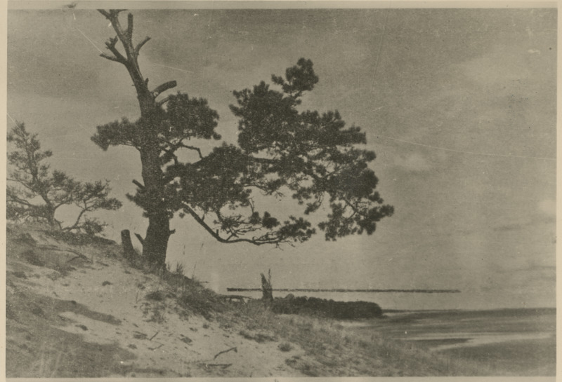 Mänd Peipsi järve ääres. Koopia fotost