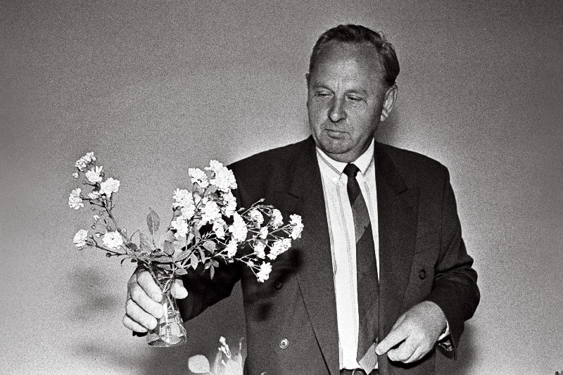 Tallinna Roosiklubi president Rein Joost põõsasroosiga The Fairy.