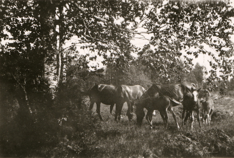 Talu hobused koplis.