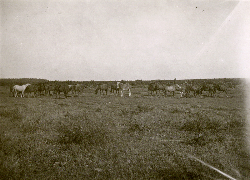 Vohi noorhobuste koppel.