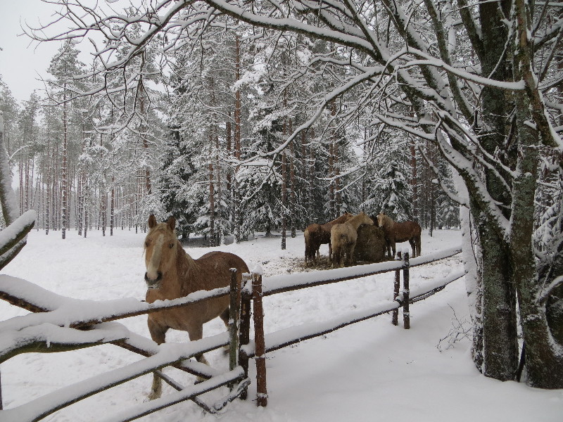 Mustjõe Kõrtsitalu. Välisvaade.