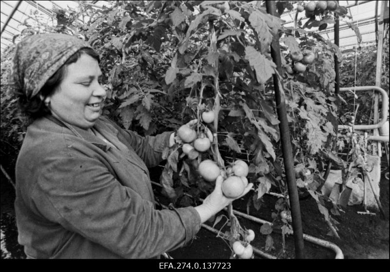 Vaade Kohtla-Järve sovhoosi kasvuhoonesse. Tomateid korjab  Niina Borissenko.