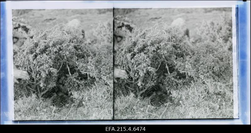 Vaade Vilsandi “lindude riiki”.