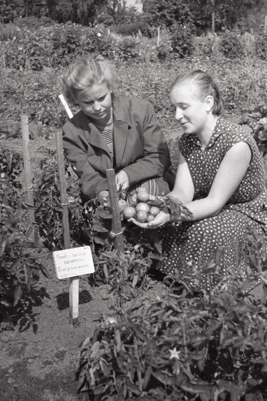 Tudulinna Keskkooli bioloogiaõpetaja Õie Lehtpuu (paremal) tomati võrdluskatsete katselappe kontrollimas.