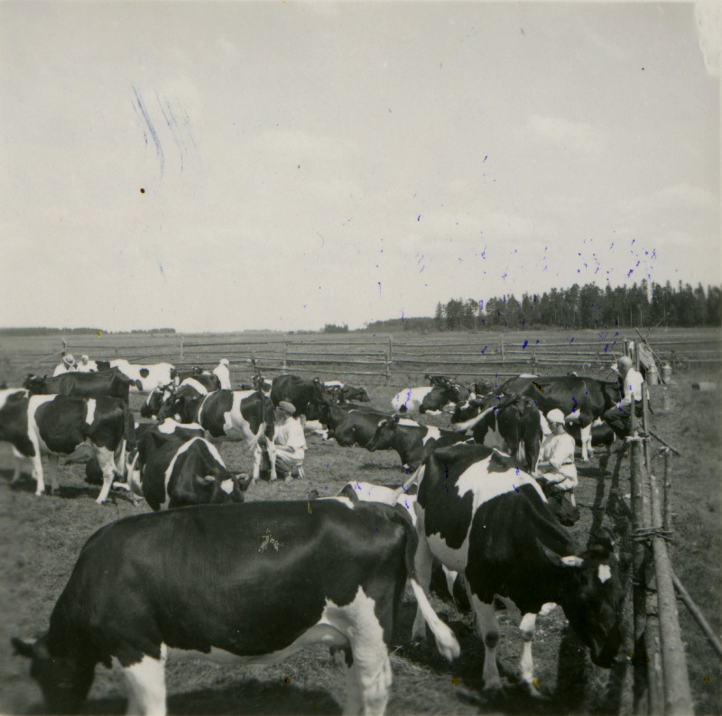 Friisi tõugu lehmakari endise Kuusiku mõisa karjamaal.