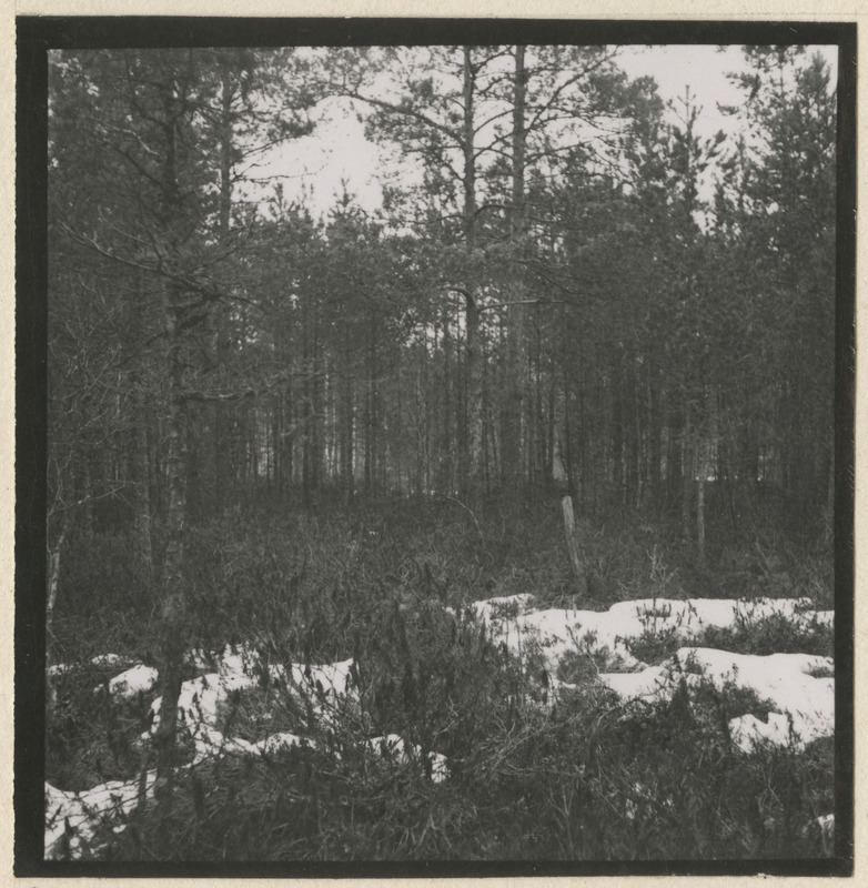 Lumine männimets