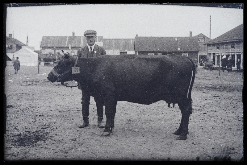 Viljandi Eesti Põllumeeste Seltsi näitus. Lehm (157) omanikuga, (negatiiv ilmutatud 27.09.1925).