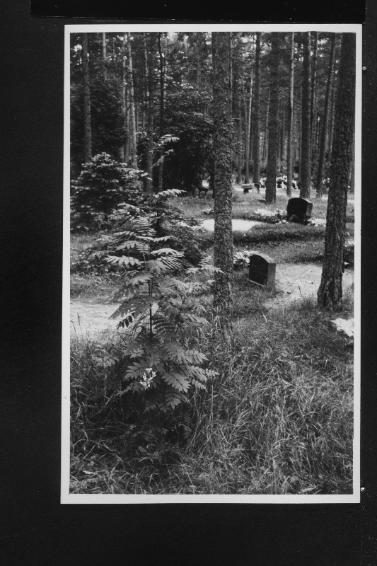 Muusikategelase Niina Murrik-Kukk-Polonski-Soonpää (kirjanik Hella Vuolijõe õde) tähistamata haua kohal kasvav pihlakas Metsakalmistul.