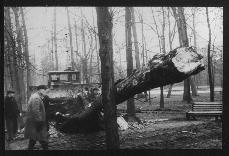 Teedevalitsuse nr. 2 buldooserijuht August Merikann Kadrioru pargis pehkinud puid langetamas.