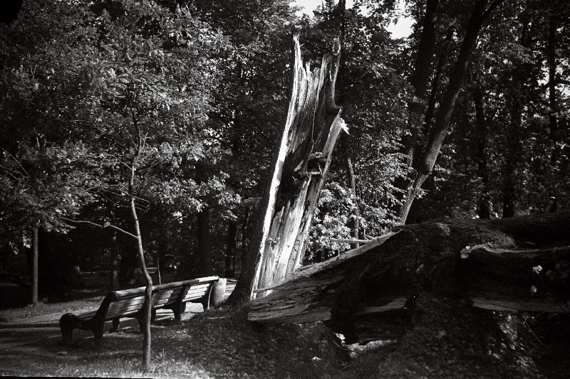 Murdunud puud pärast tormi Kadrioru pargis.