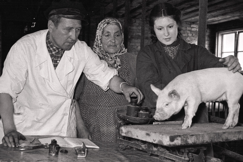 Valguta miljonärkolhoosi zootehnik Julius Ivane, seatalitaja Linda Erm ja Aino Karu põrsaid kaalumas.