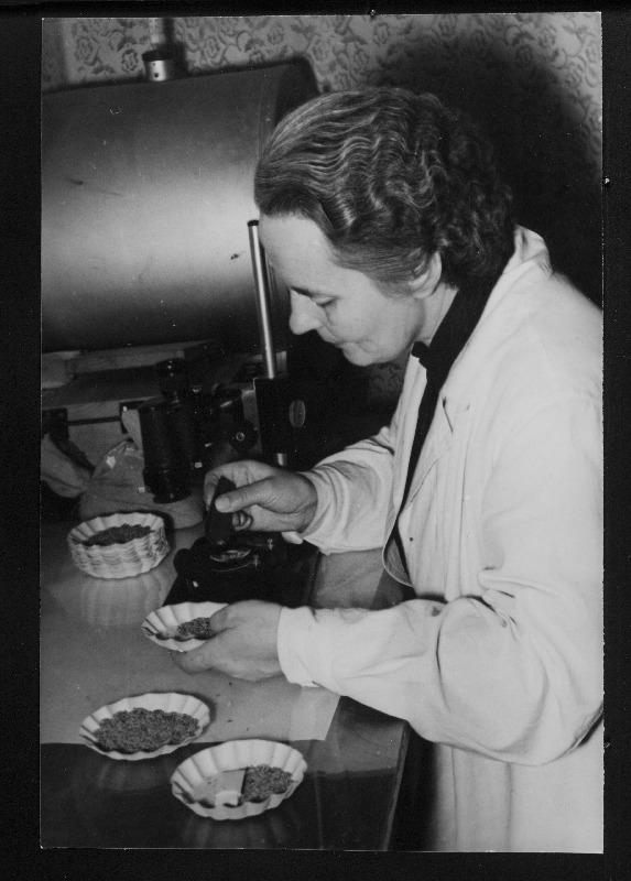 Rannu masina-traktorijaama seemnekontrolli vanemlaborant Veera Elving teleskoopmikroskoobiga ristikheina seemne proovides umbrohu sisaldust kindlaks määramas.