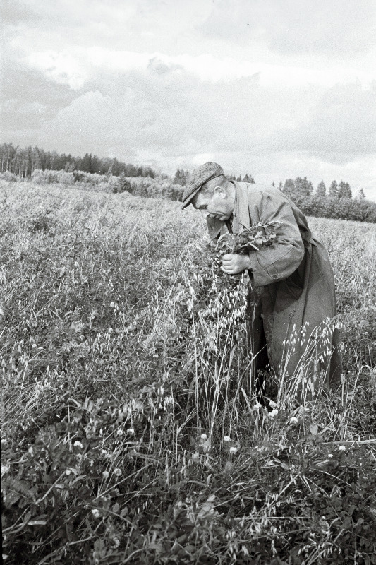 Viljandi rajooni Terase kolhoosi esimees A. Koger segavilja põldu kontrollimas.