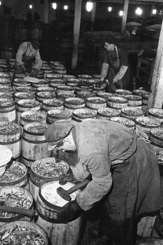 Tallinna Kalakombinaadi Kopli kalatöötlemispunkti töötajad H. Kuusik (esiplaanil), E. Lind ja A. Hein (paremal) kilutünne kinni vitsutamas.