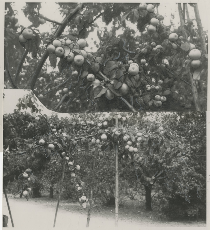 Õunapuud Põltsamaa ETK aias