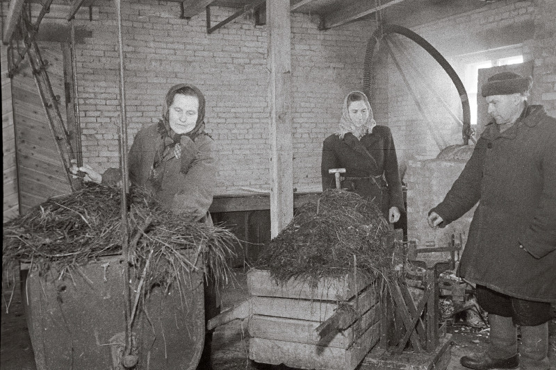 Suure-Jaani rajooni Lehola Lembitu kolhoosi lüpsjad loomi söötmas.