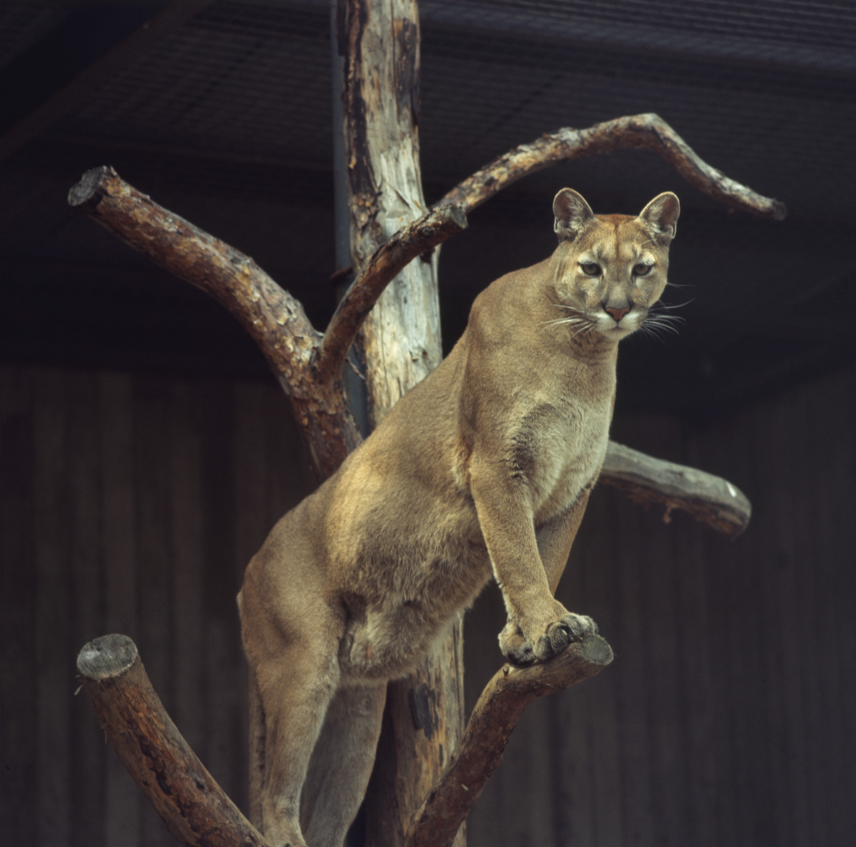 Korkeasaaren eläintarhan leijona kiipeilypuussa