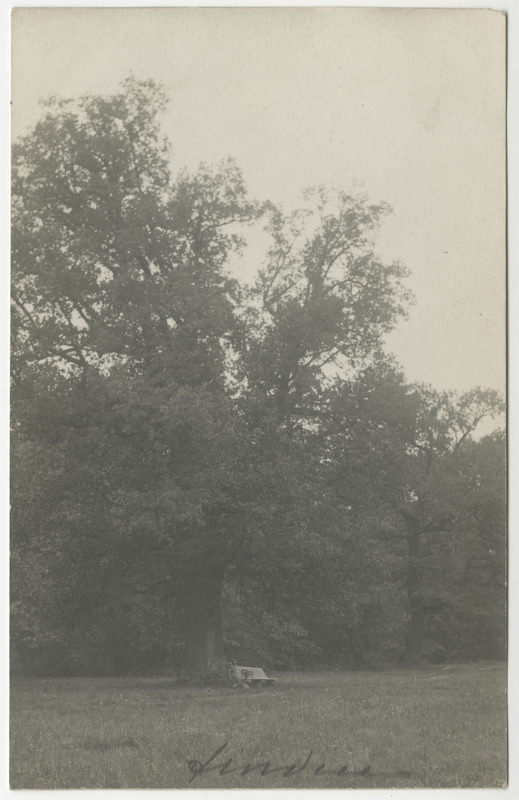 Ungru mõisapark. Esiplaanil pink, mille peal käekott, taga jalgratas. Ümberringi puud