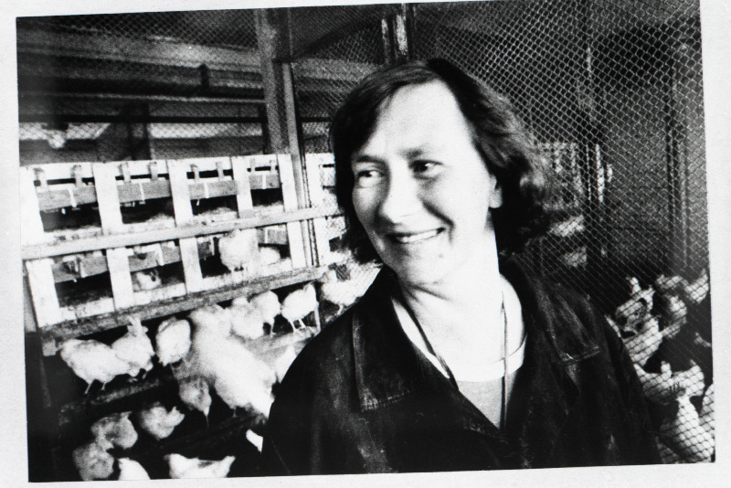 Sakala tõulinnukasvatuse kanatalitaja Eevi Mogom.