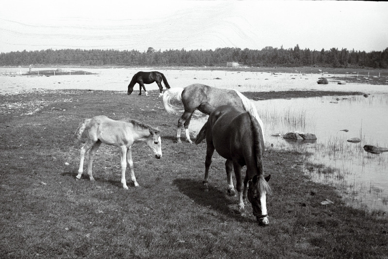 Hobused Topu rannas.