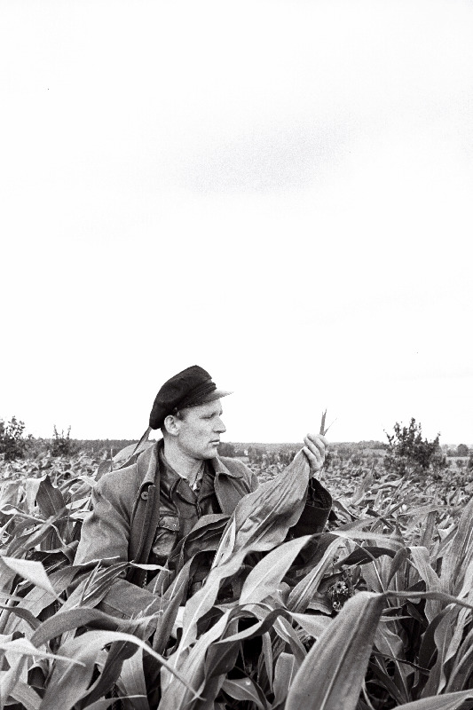 Abja rajooni Sädeme kolhoosi agronoom Sulev Orle maisipõllul.