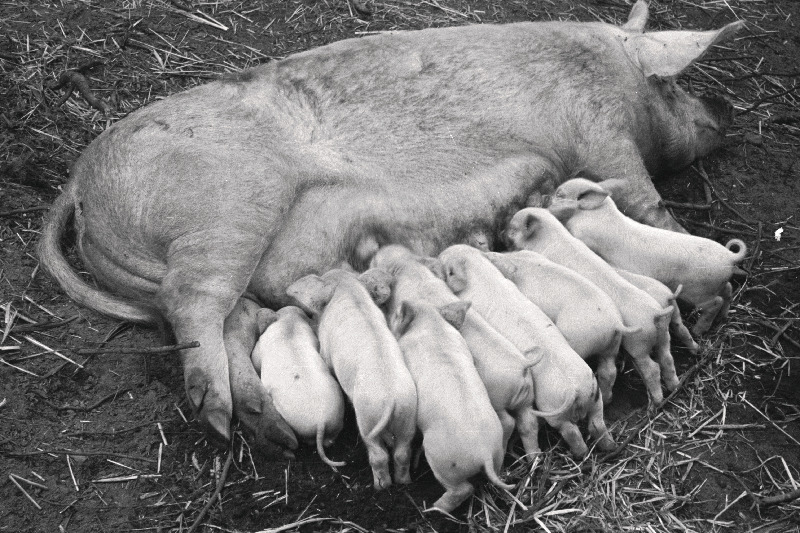 Võru rajooni Sõmerpalu sovhoosi emis põrsastega