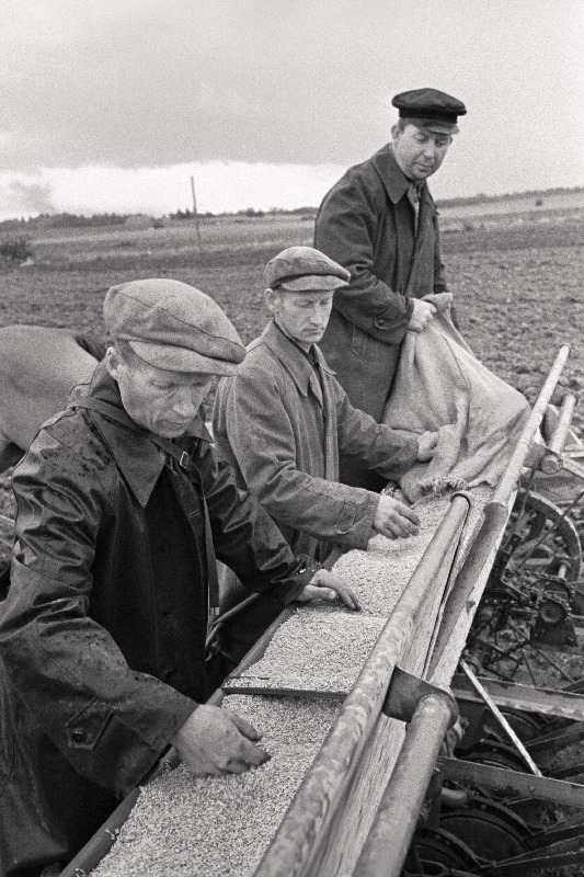 Raasiku masina-traktorijaama seitsmenda traktoribrigaadi brigadir Voldemar Oksman ja Murrangu kolhoosi liikmed Eduard Kuurberg ja Johannes Okspuu kontrollivad viljaseemne kvaliteeti.