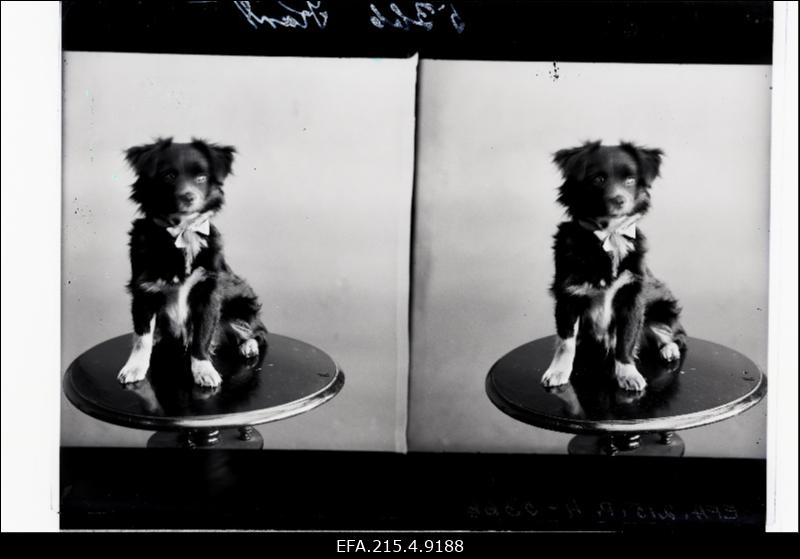 Lauakesel istuv väike koer, (foto tellija Kurt).