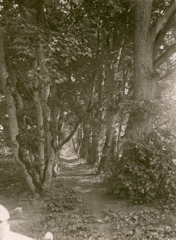 Pärnade, jalakate ja vahtratega ääristatud puiestee Käru mõisa pargis.