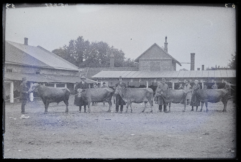 Viljandi Eesti Põllumeeste Seltsi näitus. Eesti maatõugu veised omanikega, (negatiiv ilmutatud 27.09.1925).