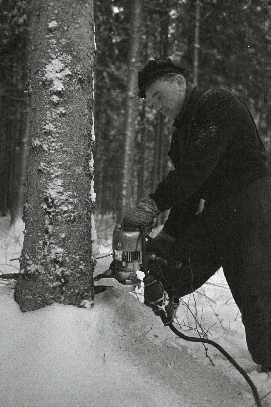 Tallinna Metsatööstuskeskuse Paide metsapunkti langetaja Lembit Kivistik.