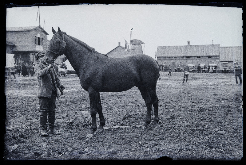 Auhinnatud hobune Viljandi Eesti Põllumeeste Seltsi näitusel, (negatiiv ilmutatud 17.04.1924).