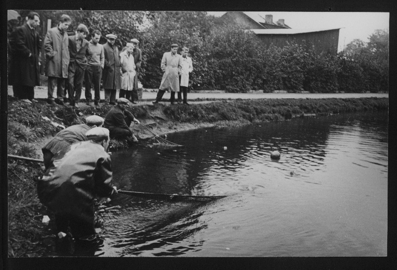 Saaremaa V. Kingissepa nimelise kalurikolhoosi kalurid H. Kannu ja V. Elliku püüdmas Šnelli tiigist hõbekokri Saaremaale viimiseks.