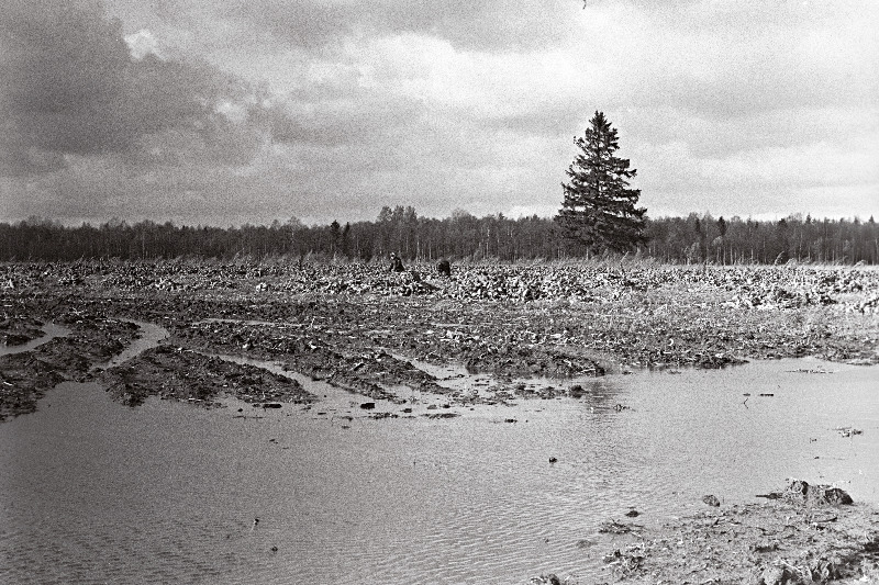 Ka selliselt põllult tuleb saak koristada, peedipõld.