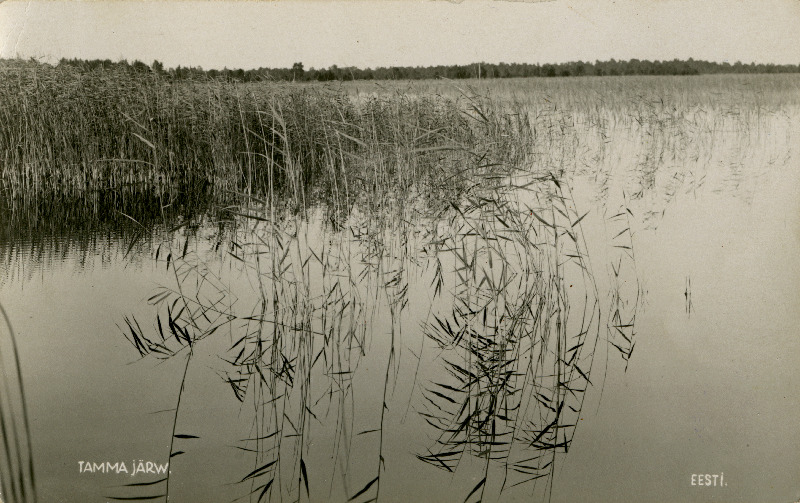 Tamma järv.