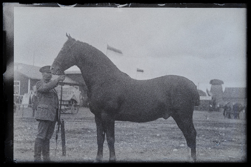 Viljandi Eesti Põllumeeste Seltsi näitus. Hobune, (negatiiv ilmutatud 27.10.1924).