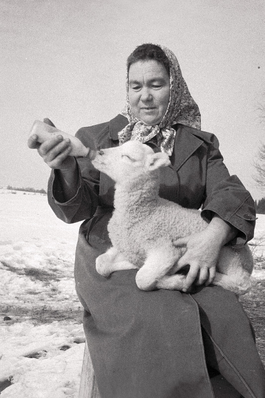 Punase Koidu kolhoosi lambatalitaja M. Kuuse tallele lisatoiduna piima jootmas.