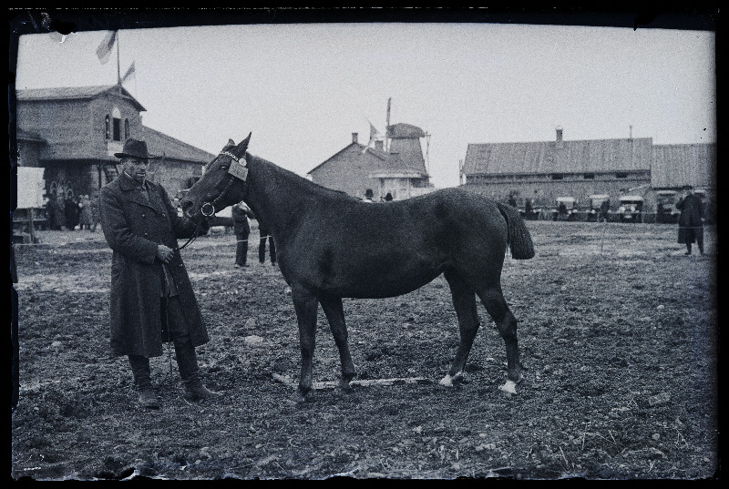 Auhinnatud hobune Viljandi Eesti Põllumeeste Seltsi näitusel, (negatiiv ilmutatud 17.04.1924).
