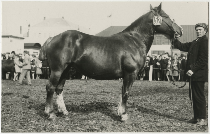 Hobune nr 52 koos hooldajaga põllumajanduslikul näitusel