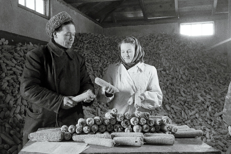 Põlva Teraviljasalve laborant H. Noring ja laojuhataja E. Vares maisitõlvikuid korjamas kvaliteedi kindlaksmääramiseks.