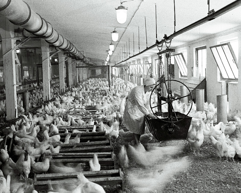 Tallinna Linnuvabriku linnutalitaja Vaike Feil kanalas kanamune korjamas.