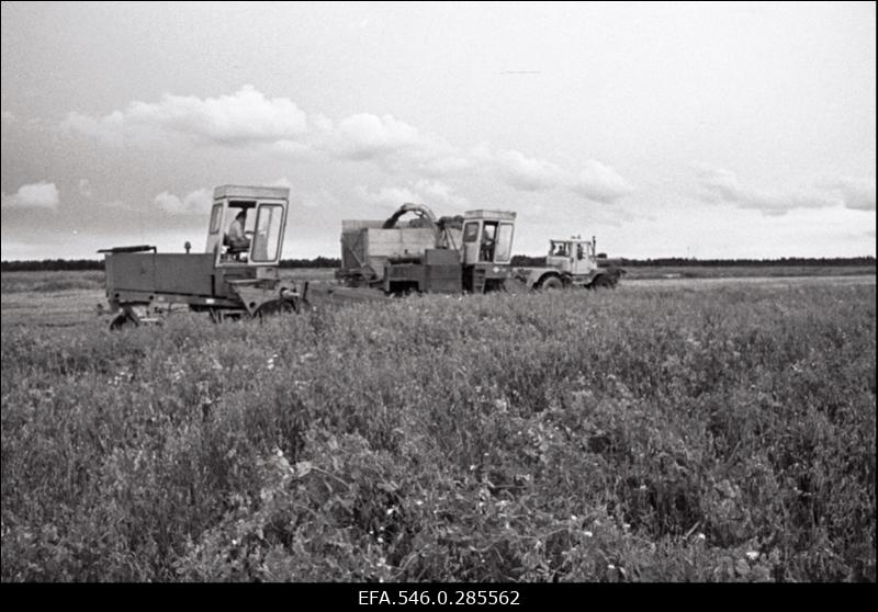Silo tegemine Riisipere sovhoosis.